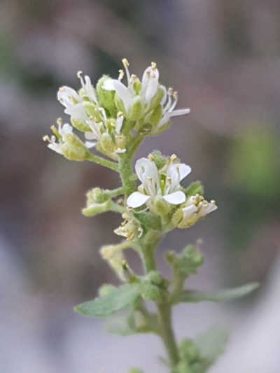 Halimolobos diffusus, photographed by Alex Abair