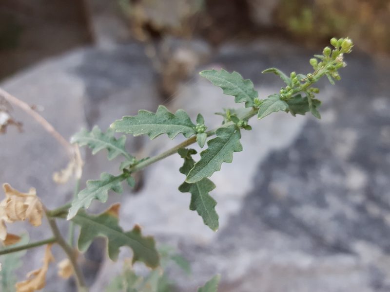 Halimolobos diffusus, photographed by Alex Abair