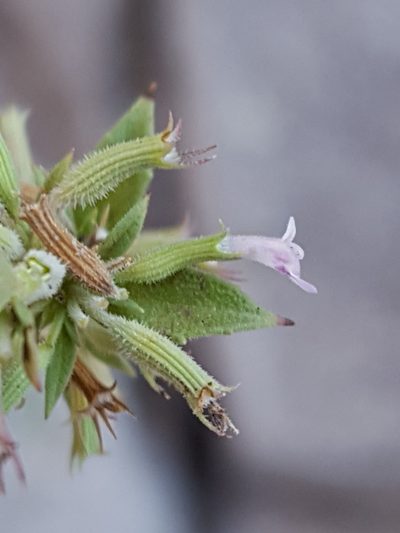 Hedeoma oblongifolia, photographed by Alex Abair