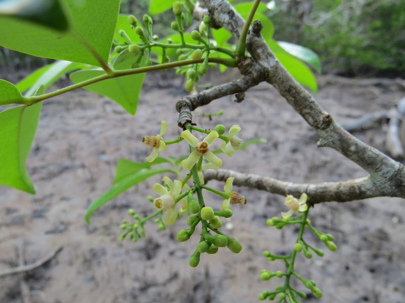 Xylocarpus moluccensis, photographed by coenobita