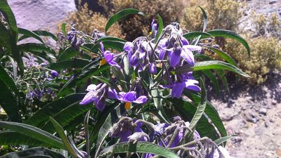 Solanum nitidum, photographed by cstobie