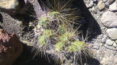 Cumulopuntia ignescens, photographed by cstobie