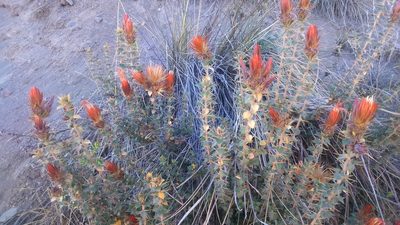 Chuquiraga spinosa, photographed by cstobie
