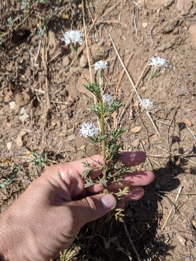 Hymenothrix wrightii, photographed by Andy Kleinhesselink