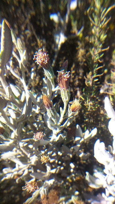 Chersodoma jodopappa, photographed by cstobie