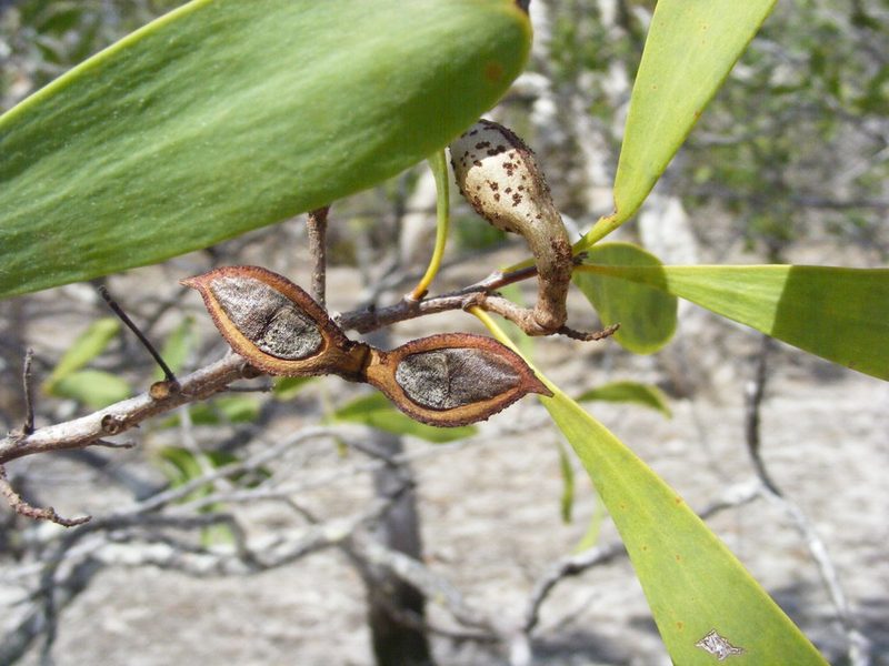 Hakea pedunculata, photographed by coenobita