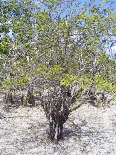Hakea pedunculata, photographed by coenobita