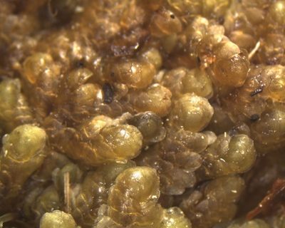 Distichophyllum pulchellum, photographed by John Steel