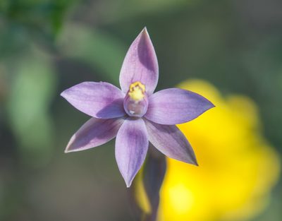 Thelymitra luteocilium, photographed by Rolf Lawrenz
