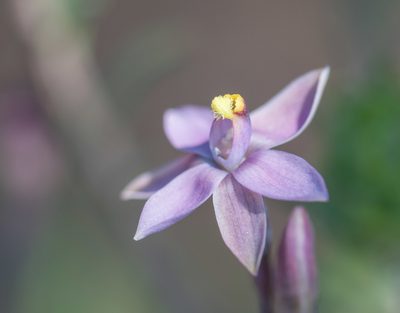 Thelymitra luteocilium, photographed by Rolf Lawrenz