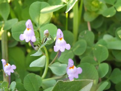 Linaria reflexa, photographed by Aissa Djamel Filali