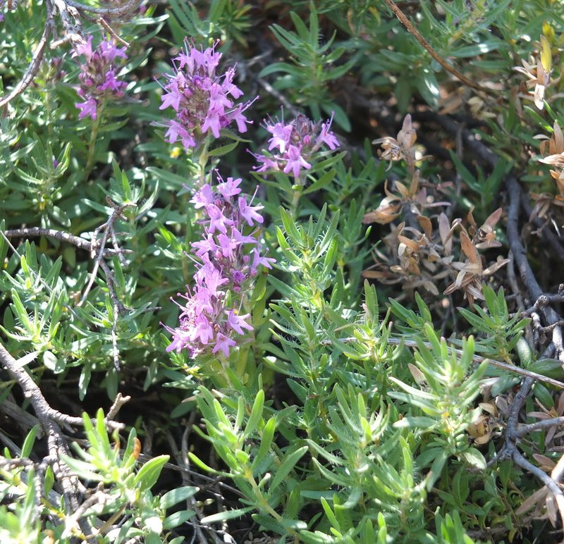 Thymus numidicus, photographed by Aissa Djamel Filali
