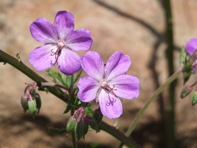 Geranium atlanticum, photographed by Aissa Djamel Filali