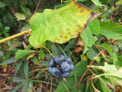 Smilax riparia, photographed by Marco Mussita