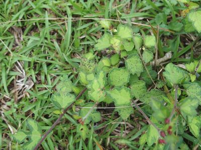 Urena procumbens, photographed by Jerome Ko