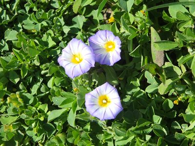 Convolvulus tricolor, photographed by Aissa Djamel Filali