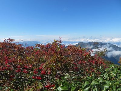 Sorbus sambucifolia, photographed by Marco Mussita