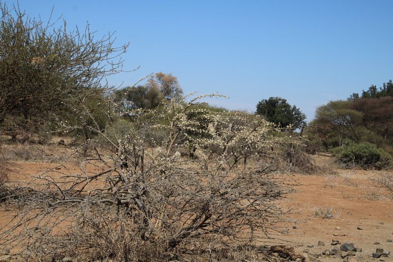 Vachellia stuhlmannii, photographed by Tony Rebelo