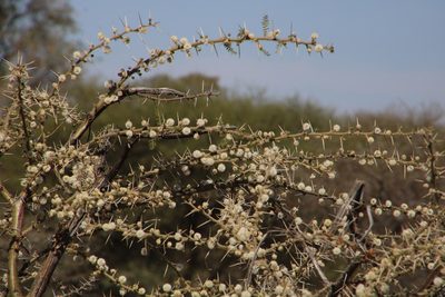 Vachellia stuhlmannii, photographed by Tony Rebelo