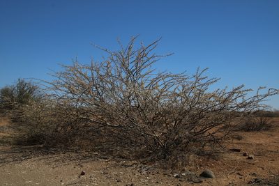 Vachellia stuhlmannii, photographed by Tony Rebelo
