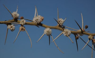 Vachellia stuhlmannii, photographed by Tony Rebelo