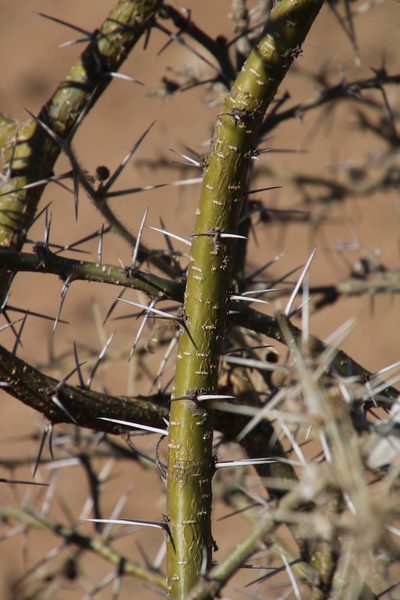 Vachellia stuhlmannii, photographed by Tony Rebelo