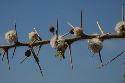 Vachellia stuhlmannii, photographed by Tony Rebelo