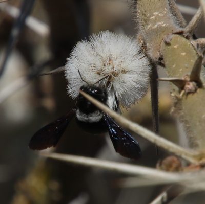 Vachellia stuhlmannii, photographed by Tony Rebelo