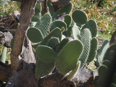 Opuntia leucotricha, photographed by carnifex