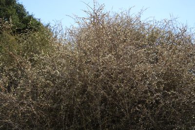 Phaeoptilum spinosum, photographed by Tony Rebelo