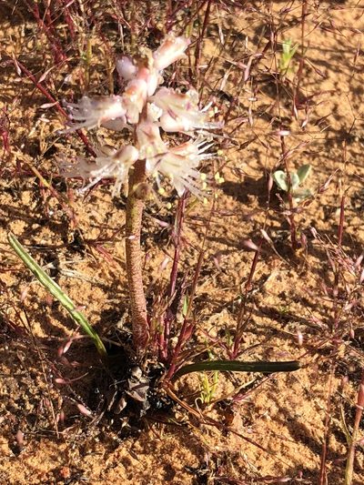 Lachenalia juncifolia, photographed by Dave U