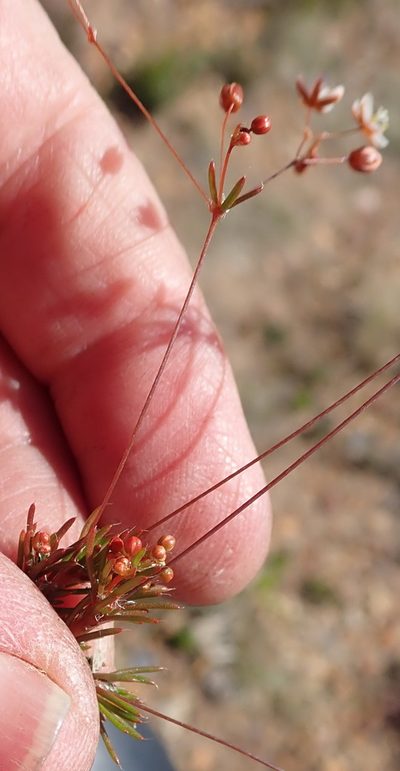 Pharnaceum ciliare, photographed by Nicola van Berkel
