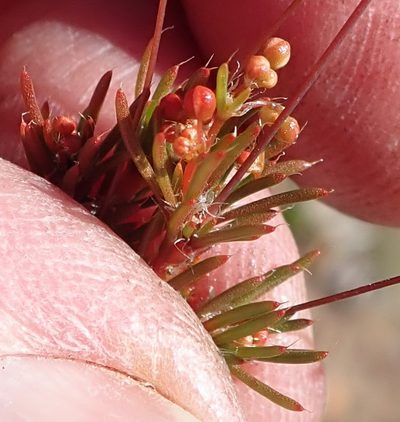 Pharnaceum ciliare, photographed by Nicola van Berkel