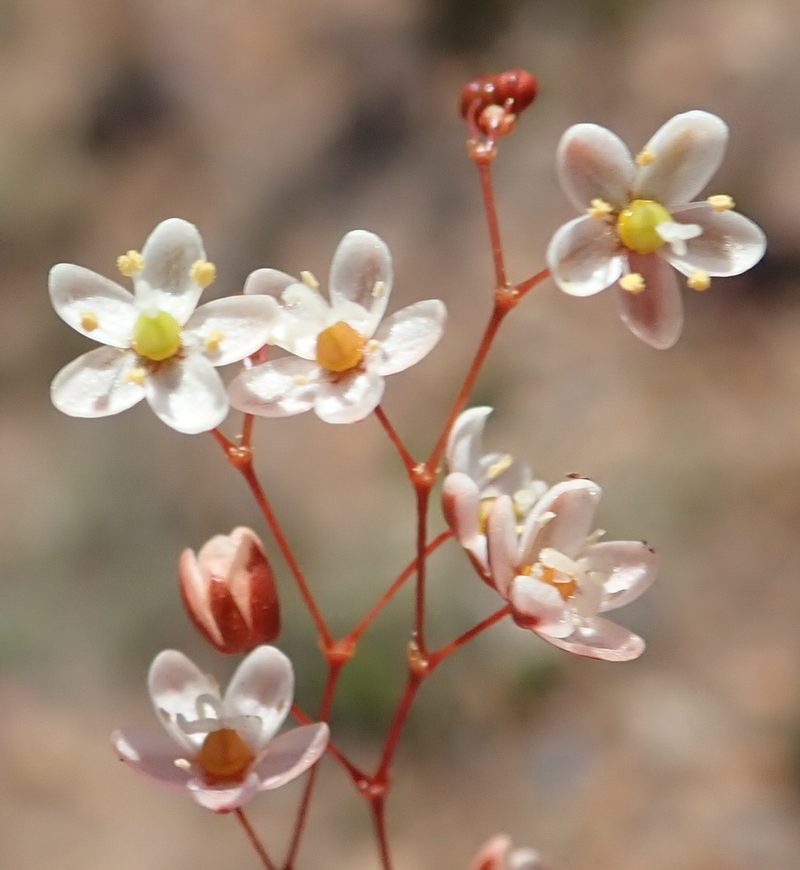 Pharnaceum ciliare, photographed by Nicola van Berkel