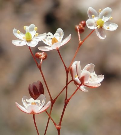 Pharnaceum ciliare, photographed by Nicola van Berkel