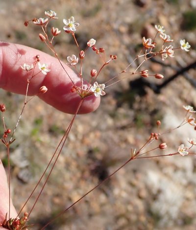 Pharnaceum ciliare, photographed by Nicola van Berkel