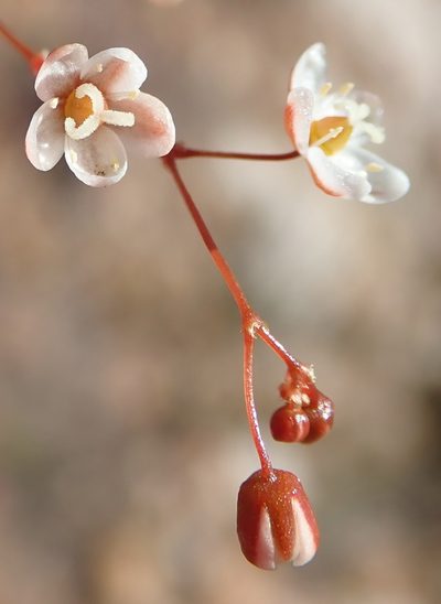 Pharnaceum ciliare, photographed by Nicola van Berkel