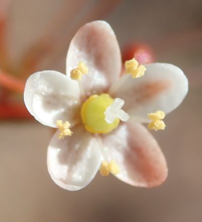 Pharnaceum ciliare, photographed by Nicola van Berkel