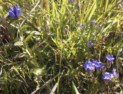 Gentianopsis crinita, photographed by aarongunnar