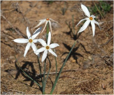 Narcissus obsoletus, photographed by Aissa Djamel Filali