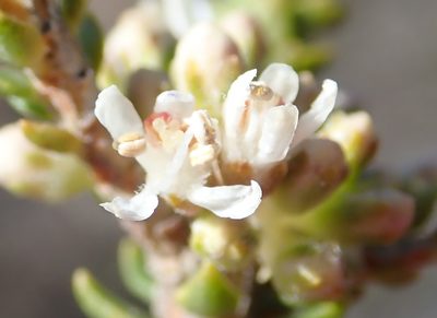Agathosma roodebergensis, photographed by Nicola van Berkel