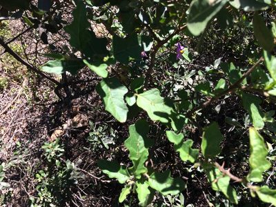 Solanum rubetorum, photographed by Andrew Gillespie