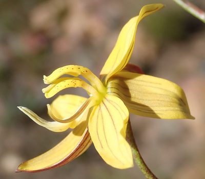 Cyanella lutea, photographed by Nicola van Berkel