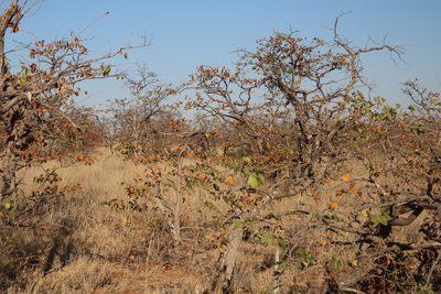 Colophospermum mopane, photographed by Tony Rebelo