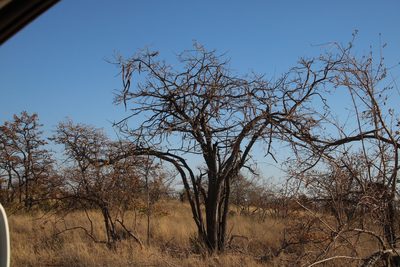 Cassia abbreviata, photographed by Tony Rebelo