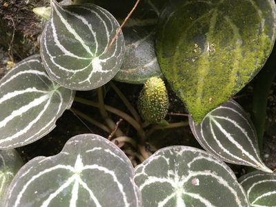 Peperomia clavigera, photographed by lisong