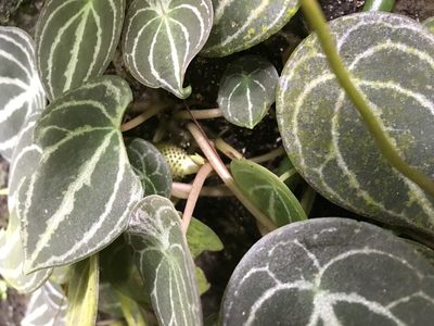 Peperomia clavigera, photographed by lisong