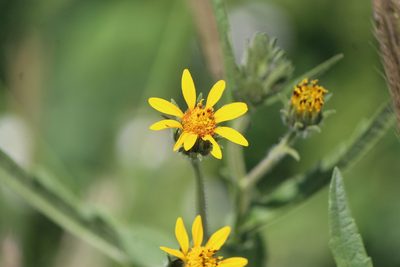 Simsia amplexicaulis, photographed by José Belem Hernández Díaz