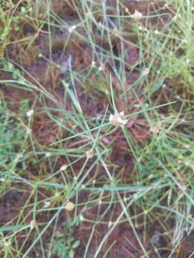 Spermacoce filifolia, photographed by Mattia Menchetti