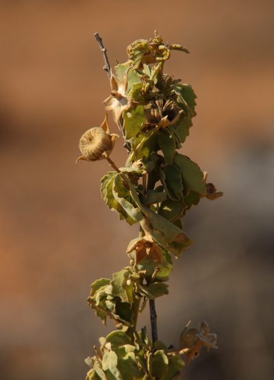 Abutilon pycnodon, photographed by Tony Rebelo